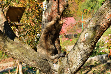 2 cats to play and to climb a tree