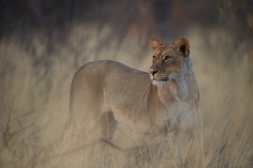 Etosha lioness