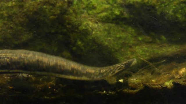 Medicinal Leech - Hirudo medicinalis - leech is looking for warm blood host in the water.
