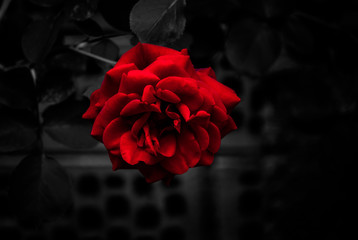 Red Rose with Dark Backgorund