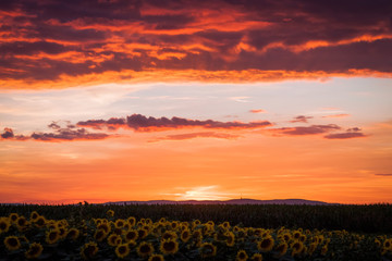 Red Sunset and Sunflowers