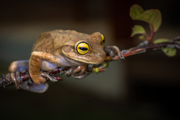 Perereca-com-an&eacute;is-nas-coxas