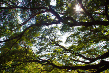 tree in the forest