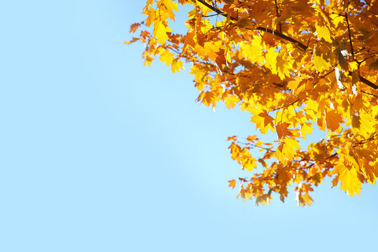 Branches with autumn leaves against blue sky on sunny day. Space for text