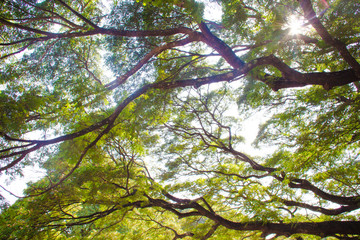 tree with green leaves