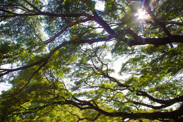 tree in forest