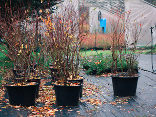 Duże sadzonki dorosłe krzewy borówki amerykańskiej w donicach na szkółce © Monika