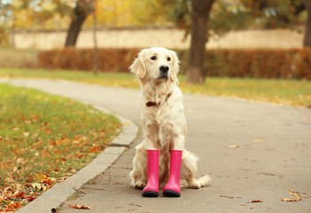 Funny Labrador Retriever wearing rubber boots in beautiful autumn park