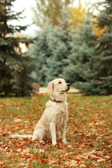 Funny Labrador Retriever in beautiful autumn park