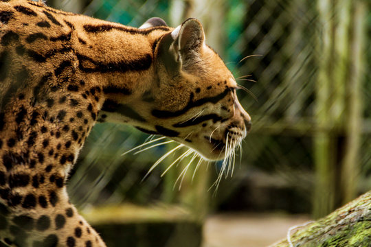 Jaguar closeup walking inside a zoo cage puyo ecuador