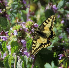 Ein hübscher Schwalbenschwanz