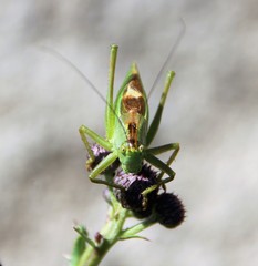 Ein grünes Heupferd auf Distel