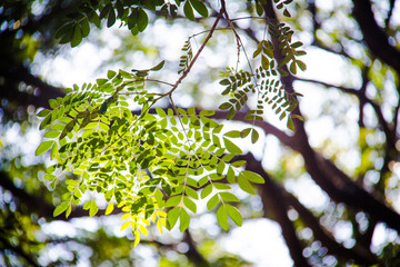branch of a tree in spring