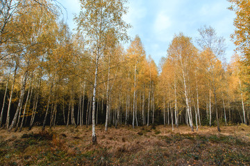 Fototapeta premium colorfull trees in the forest