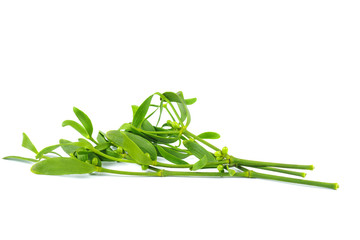 Mistletoe branch isolated on a white background