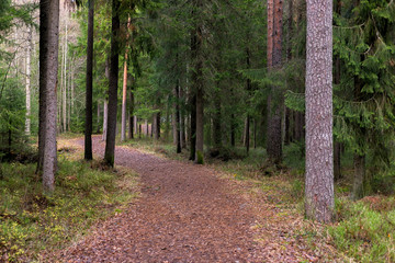 Path in Woods