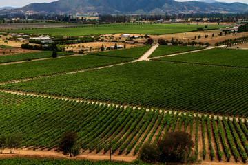Chilean vineyard panorama taken from above and roads crossing