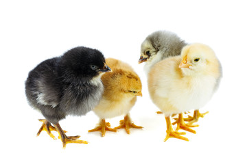 Orange, yellow,gray and black chickens