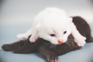 Little white and black kitten newly born on gray blue background closeup