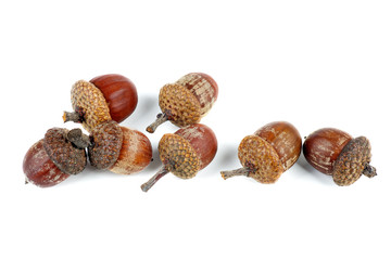 Dried acorns