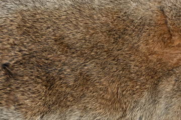 Macro close up of rabbit fur