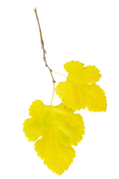 Mulberry branch with yellow leaves