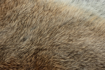 Macro close up of rabbit fur