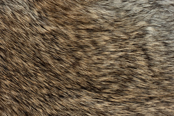 Macro close up of rabbit fur
