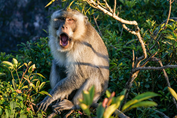 Yawning monkey in Indonesia