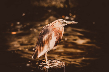 Vogel