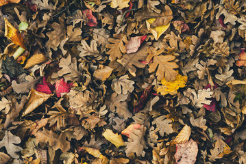 texture of autumn leaves in the forest