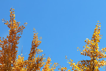 Fototapeta na wymiar Autumn greeting card with blue background and yellow autumn branches. Copispeses for the inscription. Yellow autumn leaves on the branches of a Japanese gingo tree against the blue sky.