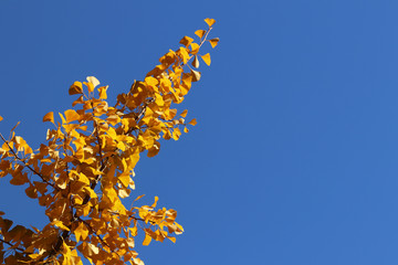 Autumn greeting card with blue background and yellow autumn branches. Copispeses for the inscription. Yellow autumn leaves on the branches of a Japanese gingo tree against the blue sky.