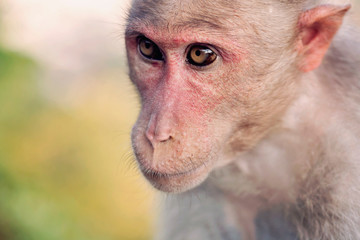 Rhesus Macaque little monkey close to Arunachala ashram at Tiruvannamalai, Tamil Nadu, India