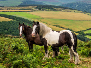 Dark brown horses with white spots. Two lovely horses grazing on Irish hills.