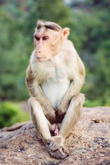 Rhesus Macaque little monkey close to Arunachala ashram at Tiruvannamalai, Tamil Nadu, India