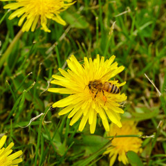 a bee pollinating a dandelion