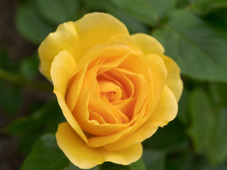 Bloomed yellow rose with green leaves 