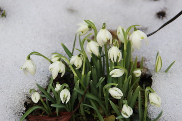Schneegl&ouml;ckchen