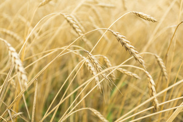 Field of golden ripe wheat close up