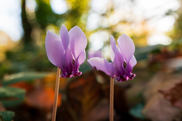 A couple of wild cyclamen beautifully blooming under the autumn sun