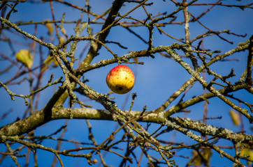 Autumn, November. One Apple hanging on the tree, no leaves