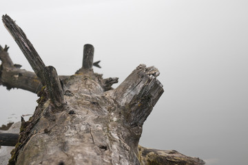 Dried tree in the water