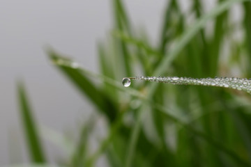 Fresh grass with dew drops close up