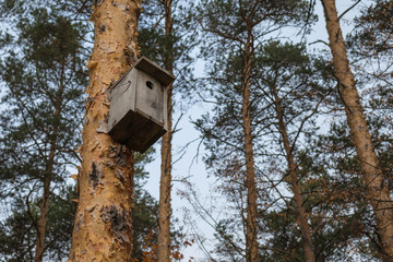 Birdhouse on a pine tree