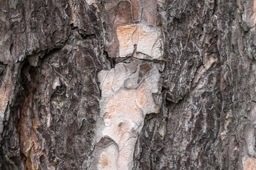 Pine tree bark texture