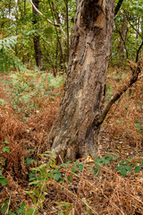 Tree detail