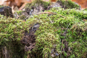 Old stump, moss, fir cones in the autumn forest.