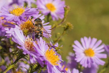 Honey bee on blue aster