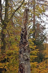 Fototapeta na wymiar Totholzstamm mit Gesicht im Naturschutzgebiet Paradies im Kellerwald